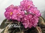 Лист сенполии ЛЕ-Софья