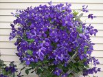 Клематис (Clematis Jackmanii) класс В