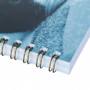 Тетрадь А5+, 80 листов в клетку на гребне «Кошки», обложка мелованный картон, глянцевая ламинация, МИКС