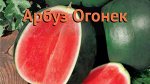 Арбуз Огонек