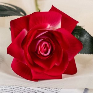 Цветы искусственные "Роза Нежный бархат" 12*55 см, малиновый