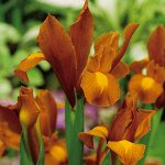 IRIS AUTUMN PRINCESS