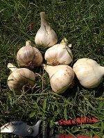 Чеснок озимый фасовка 500 гр±10-15 гр