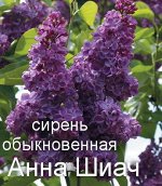 Сирень Анна Шиач