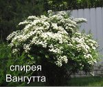 Спирея Вангутта