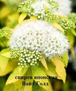 Спирея японская сорт Вайт Голд