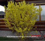 Форзиция промежуточная Линвуд