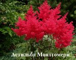 Астильба японская Сорт Монтгомери