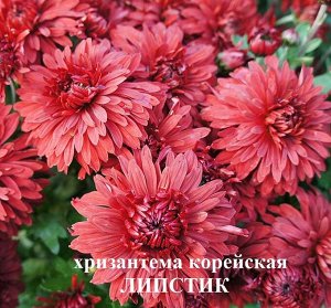 Хризантема корейская Липстик