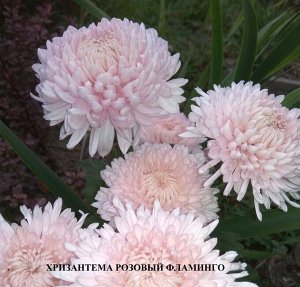 Хризантема корейская Розовый фламинго