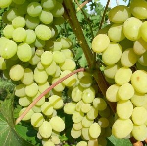 Виноград плодовый Августин (C3)