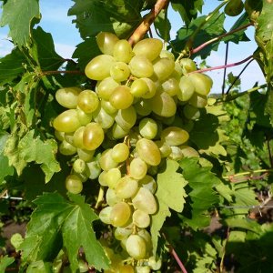 Виноград плодовый Аркадия (Настя) (C3)