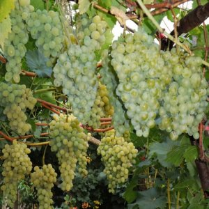 Виноград плодовый Белое Чудо (C3)