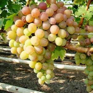 Виноград плодовый Виорика (C3)