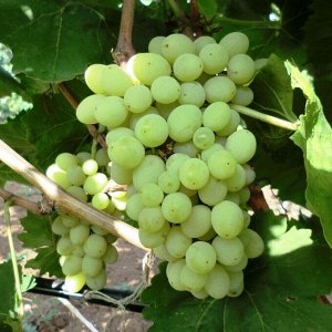 Виноград плодовый Гарольд (C3)