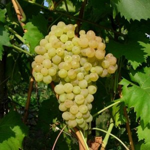 Виноград плодовый Кишмиш №342 (C3)