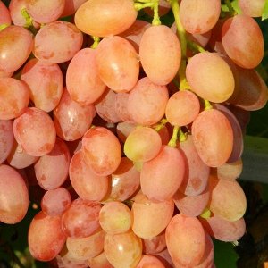 Виноград плодовый Кишмиш лучистый (C3)