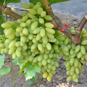 Виноград плодовый Кишмиш столетие (C3)