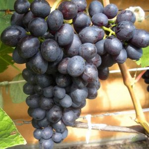 Виноград плодовый Краса Никополя (C3)