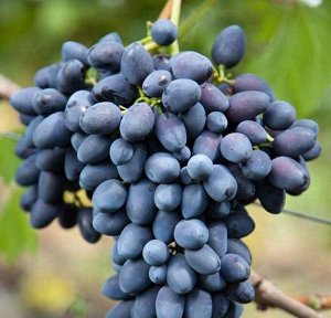 Виноград плодовый Надежда АЗОС (C3)