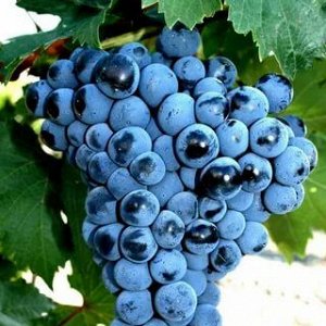 Виноград плодовый Первенец Амура (C4)