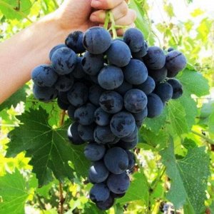 Виноград плодовый Рошфор (C3)