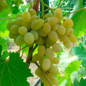 Виноград плодовый Русский янтарь (C3)