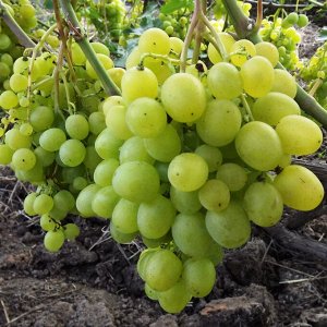 Виноград плодовый Супер-Экстра (C3)