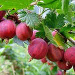 Крыжовник &quot;Колобок&quot;__Акция