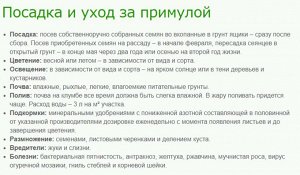 Примула высокая Пиано Йеллоу (Р9)