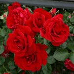 Роза плетистая Симпати (С3.5)