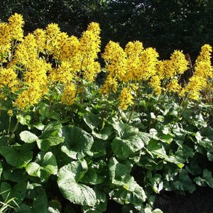 Бузульник (Ligularia) Грэгеног Голд (hessei), I