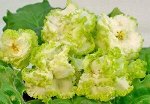 Лист фиалки
