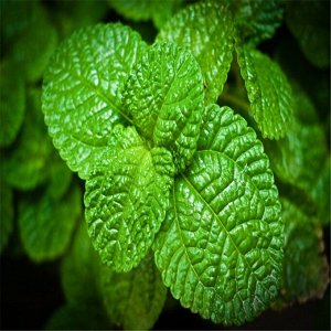Мята Джин Саженцы мяты Джин (Mentha) представляют собой лиственное лекарственное многолетнее растение. Часто используется для оформления приусадебных участков и газонов. Мяту рекомендуется высаживать 