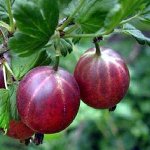 Крыжовник ФИНСКИЙ КРАСНЫЙ