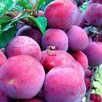 Обильная