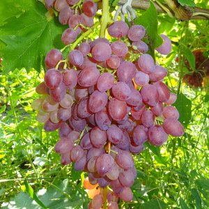 Лучистый Свое название виноград получил за то, что ягоды имеют тонкую кожицу и светлую мякоть, которые при солнечном свете как бы светятся изнутри.⠀
Куст сильнорослый, побеги растут быстро.
Срок созре