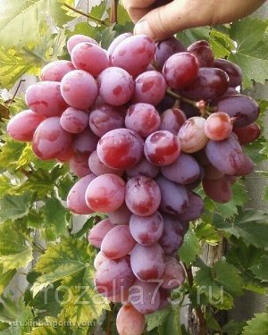 Виноград столовый АТАМАН