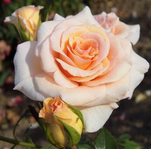 Сюрприз Ффектность розы Сюрприз сразу же оценили флористы, которые стали создавать из неё невероятные букеты. Сочетание персиково-кремовых цветков с ещё закрытыми коричнево бордовыми бутонами выглядит