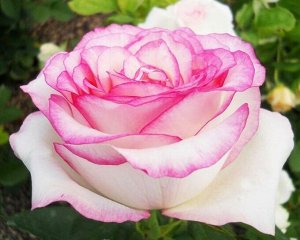 Роза чайно-гибридная Белла Вита