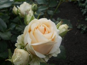 Роза чайно-гибридная Аваланж