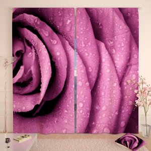 Фотошторы Роса на фиолетовой розе