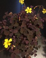 Кислица вулканическая Burgundy, растение в горшке 7 см