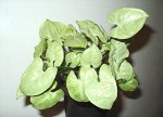 Сингониум Silver Pearl, укорененный черенок