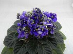 California Victory (Lyndon Lyon Greenhouses) СПОРТ
