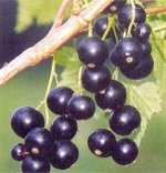 Смородина Русалка/Сем Алт/1шт. в коробке