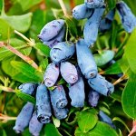 Бакчарская Юбилейная