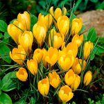 GOLDEN YELLOW