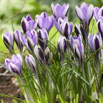 SPRING BEAUTY