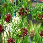 ALLIUM HAIR